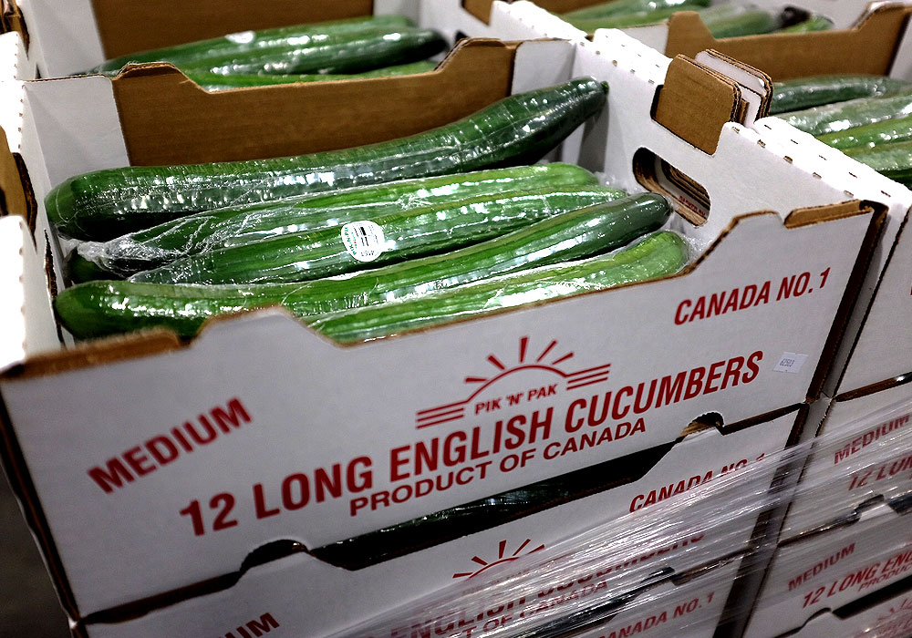 Locally grown Alberta cucumbers