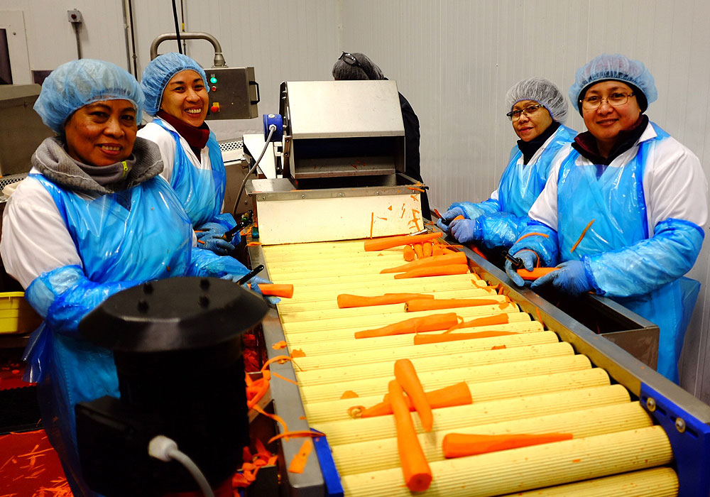 Staff processing Carrots at our West Edmonton Facility