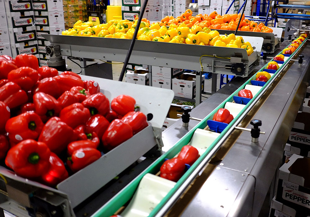 Peppers Being Processed at our West End Facility
