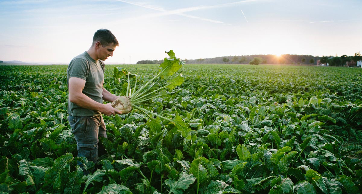 Local Alberta farmer in a field